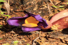 Aeginetia pedunculata